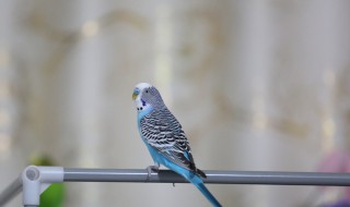 虎皮鹦鹉吃什么水果 虎皮鹦鹉吃水果有什么好处