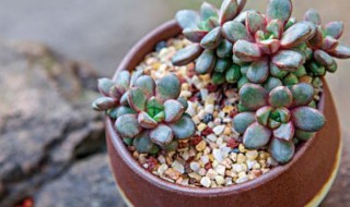 多肉植物怎么繁殖 多肉植物繁殖的方法