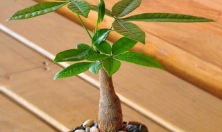 怎样养发财树又壮又好 养好发财树的小技巧