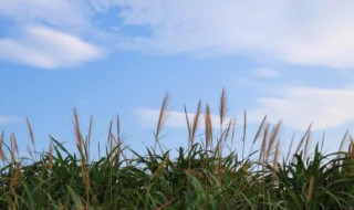 秋天哪些农作物成熟 秋天成熟的农作物列述