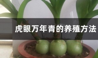 虎眼万年青的养殖方法和注意事项 虎眼万年青的正确养殖方法