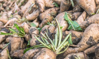 菊苣根哪些人不能吃 菊苣根是寒性食物吗