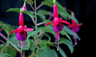 吊钟花种植方法 吊钟花的种植方法介绍