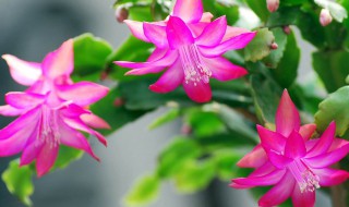 蟹爪兰的扦插繁殖方法 蟹爪兰的扦插繁殖方法简述