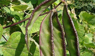 扁豆腌制方法 大酱扁豆的腌制方法