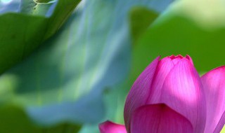 荷叶茶的制作方法 4个步骤教你制作荷叶茶