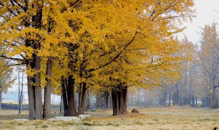 告别深秋走进初冬感想说说 告别深秋走进初冬的心情说说