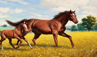 写马的作文 关于写马的作文范文