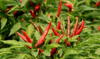 朝天椒的腌制方法 朝天椒怎么腌制