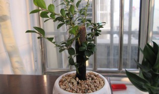 盆栽小叶紫檀的养殖方法 盆栽小叶紫檀的正确养殖方法