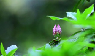 春天的说说心情的句子 春暖花开的春天已经到了