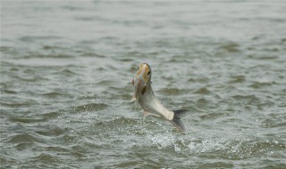 鲢鱼的保存方法 鲢鱼的保存方法有哪些