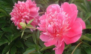 盆栽芍药花的种植方法 盆栽芍药花的种植方法介绍