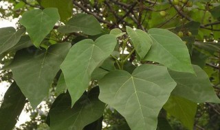 泡桐嫁接方法 泡桐如何嫁接