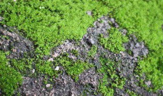 去青苔的方法 具体需要怎么去除