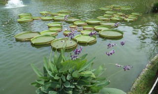 浮莲繁殖方法 怎样繁殖浮莲