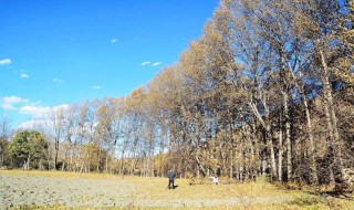 云桦树移栽方法 云桦树怎么移栽