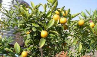 家庭养金桔树方法 金桔树怎么养