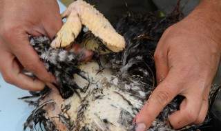 宰鸡脱毛最快方法 用多热的水最好