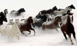 万马齐喑究可哀的意思 万马齐喑究可哀的原文及翻译