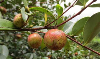 摘茶油果正确方法 如何判断油茶籽的成熟度