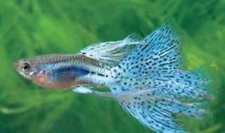 孔雀鱼多久换一次水 孔雀鱼怎么换水