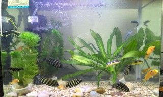 新鱼缸怎么消毒 消毒新鱼缸方法