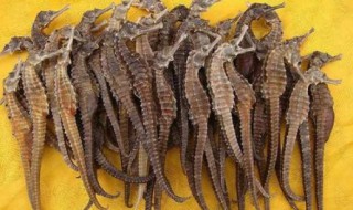 海马怎么泡酒 海马泡酒有什么功效