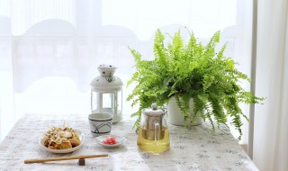 金钱蕨的养殖方法 金钱蕨应该如何养护