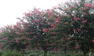 紫薇怎么做防寒 紫薇防寒的方法