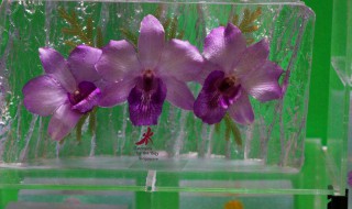 如何做美丽漂亮的花朵标本 花朵标本怎么做不变色