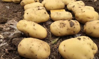 山区土豆种植方法 山区土豆种植方法介绍