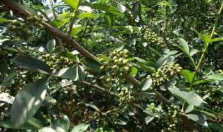 麻椒树种植方法 麻椒与花椒有什么区别