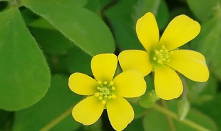 酢浆草上盆方法 酢浆草换盆流程分享