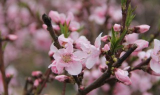 桃花栽培方法 桃花怎么栽培