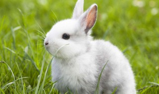 大白兔的养殖方法 大白兔怎么养殖