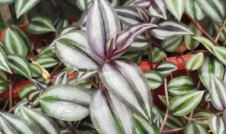 紫吊兰插杆方法 紫色吊兰扦插的方法