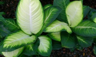 黛粉叶养殖方法 黛粉叶万年青应该如何繁殖