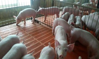 母猪喂食正确方法 母猪如何喂食