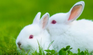 珍珠兔的养殖方法 珍珠兔喜欢什么样的养殖环境