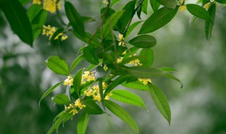 桂花小苗养殖方法 桂花小苗养护方法