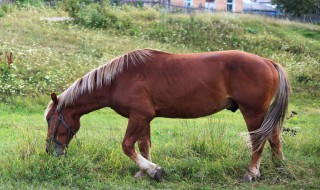 种马的饲养方法 种马怎么饲养