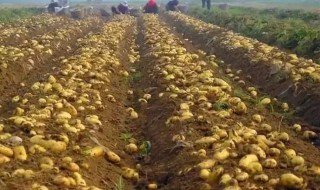 种马铃薯方法 马铃薯的功效与作用