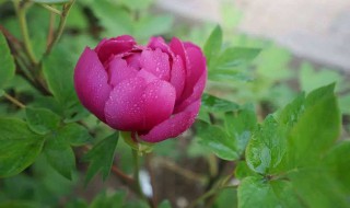 牡丹浇水的方法 牡丹花的寓意