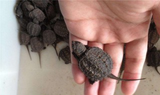 养鳄龟苗的方法 小鳄龟吃什么