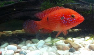 小型鱼仔养殖方法 鱼仔怎么养殖