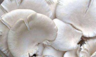 养殖平菇的方法 如何养殖平菇