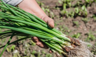 香葱浇水方法 几天浇一次合适