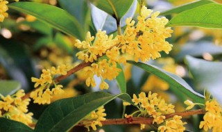 形容桂花开的句子 形容桂花开的句子集锦