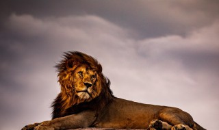 写狮子的经典句子 雄壮的狮子让人生畏